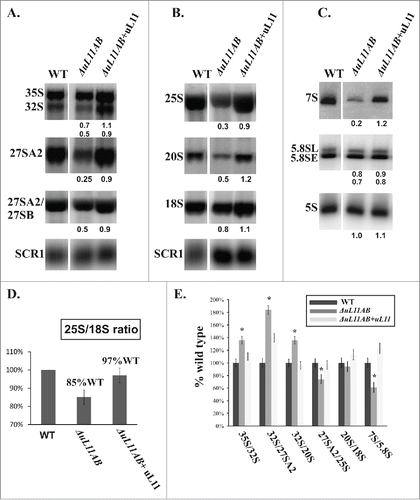 Figure 5. Pre-rRNA processing analysis using yeast cell mutant deprived of uL11 protein. (A, B) RNA gel blotting analysis of high-molecular weight pre-rRNA intermediates. (C) Northern blot analysis of low-molecular weight pre-rRNA intermediates. For analysis, total RNA was prepared and equal amounts of RNA were subjected to analysis. The signals of specific rRNA populations were counted and calculated in respect to the wild-type cells; values provided below each blot represent the fraction of the wild-type value arbitrarily set at 1.0. All data were normalized against SCR1 loading control. (D) the relative amount of 25S vs. 18S rRNA, provided as a 25S/18S ratio. For calculation, the signal intensity from 25S rRNA-specific and 18S rRNA-specific probes were quantified for each strain. The data for mutant cells were quantified in respect to wild type cells and presented as a percentage of the wild type ratio set as 100%. (E) efficiency of the pre-rRNA processing steps, shown as a ratio of the amount of the particular pre-rRNA intermediate to its direct product. The value calculated for the wild-type strain was set as 100%. All results are presented in respect to wild type cells. The asterisks indicate statistically significant differences in respect to control cells, with p < 0.05.
