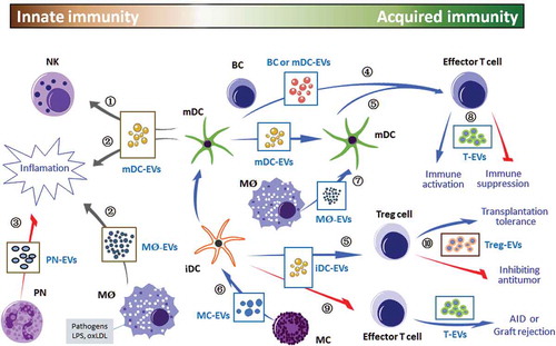 Figure 2. Immune cell-derived EVs modulate innate and acquired immune responses. Innate and acquired immune cells may communicate through released EVs by different ways, e.g. ① receptor–ligand interaction, ② pro-inflammatory mediators and cytokines, ③ anti-inflammatory mediators and cytokines, ④ direct antigen presentation, ⑤ cross-dressing and cross-presentation, ⑥ MC-EVs activate iDC and TC, ⑦ MØ-EVs activate APCs-mediated TC, ⑧ TC-EVs induce immune regulatory effects, ⑨ iDC-EVs induce immune suppression and ⑩ Treg-EVs induce immune suppression. The green/blue arrows indicate that secreted EVs exert a positive immune response(s) to targets, and red arrows indicate that EVs suppress or block the immune activities. NK, natural-killer cells; PN, polymorphonuclear neutrophils; mDC, mature dendritic cells; iDC, immature dendritic cells; APC, antigen-presenting cells; BC, B cells; TC, T cells; MC, mast cells; MØ, macrophages; Treg cell, regulatory T cells; EVs, extracellular vesicles; AID, autoimmune disease.