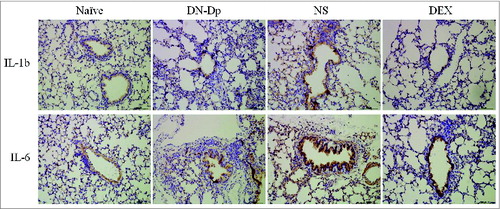Figure 6. IHC analysis of proinflammatory cytokine expression in lung tissues. Lung tissues were obtained 2 d after the second IT exposure to Der p crude extract in Der p-sensitized mice (magnification 200x).