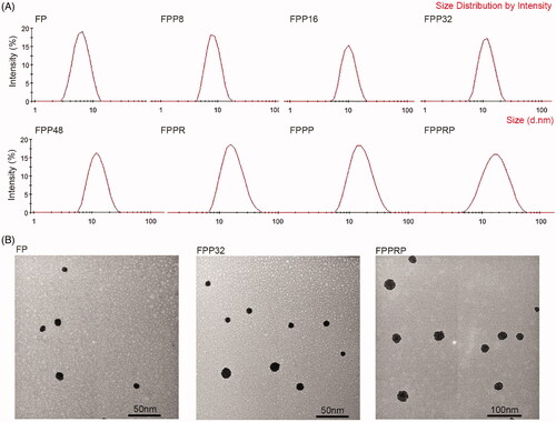 Figure 3. DLS images (A) and TEM (B) characterizations of NCs.