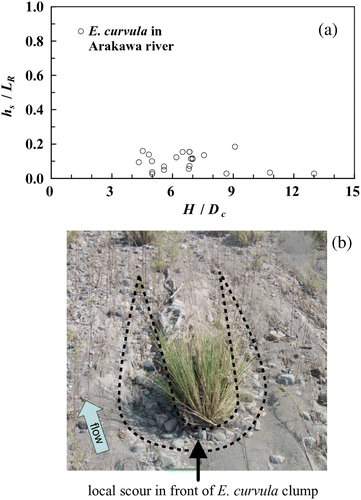 Figure 6 Local scour around E. curvula. (a) Relationship between the flood water depth (H (m)) and the local scour depth (h s (m)), and (b) photograph of the scouring situation around E. curvula after a flood. D c is the clump diameter (m), L R is the root penetrating depth (m)