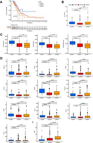 Figure 2 Cluster 1 is a novel inflammatory LUAD subtype. (A) Kaplan–Meier survival curves for the LUAD subtypes. (B) Comparison of CYT scores for the three subtypes. (C) Immune, stromal, and estimate score for the LUAD subtypes. (D) Differences in the expression of immune-target genes between the LUAD subtypes. (E) Differences in TMB between the LUAD subtypes.