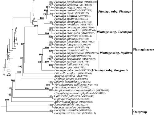 Figure 1. The phylogenetic tree of Plantaginaceae was inferred according to the whole chloroplast genome sequence. The inset topology in the upper left shows the relative branch lengths in substitutions per site. Numbers above the lines represent bootstrap values from maximum-likelihood analyses.