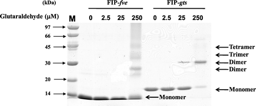 Figure 6.  Chemical cross-linking of FIP-gts and FIP-fve. The dimerisation of FIP-gts and FIP-fve were examined by glutaraldehyde cross-linking reaction. About 12 µg of protein was loaded in each lane, and gels were stained with Coomassie blue.