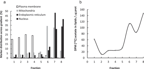 Figure 1. De novo synthesized lipids are directed to the nuclear envelope upon mitosis. Synchronized HeLa cells were incubated for 2 h (from G2/M) with [14C]acetate. Homogenates were centrifuged for 1 h at 170,000 g 4°C. A sucrose gradient was assembled with the resuspended pellet and centrifuged for 17 h at 100,000 g at 4°C. Fractions named 1 to 8 from top to bottom of the gradient were set-apart. An aliquot of the gradient fractions was used for Western Blot. Markers for plasma membrane (Na+/K+ ATPase), mitochondria (Tom 20), endoplasmic reticulum (ERp72) and nucleus (Histone H3) were assessed in each fraction. The percentage of each marker signal across the gradient was calculated (a). The remaining sample was used for lipid extraction. The lipid-associated radioactivity was quantitated by scintillation counting in each fraction (b).