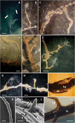 Figure 4. Relationship of Ectopleura sp. with the hosts. A, colony of Antipathella subpinnata characterised by a lax, non-arborescent ramification system. Several foreign elements (both sediment and epibionts) are visible dispersed on the branches (while arrows). B, hydroid polyp emerging perpendicularly from a black coral branchlet. C, hydrocaulus running along the black coral branchlet. D, naked hydrocaulus of Ectopleura sp. settled on Paramuricea clavata. E,F, Ectopleura sp. polyps settled on Paramuricea macrospina. G, hydroid polyp emerging perpendicularly from a branchlet of Eunicella cavolinii. H, peeled portion of E. cavolinii showing the place of settlement of the hydrocaulus. J, portion of hydrocaulus (hy) surrounded by the gorgonin layer (sk). K, perisarc of Ectopleura sp. covered by the spiny skeleton of A. subpinnata. Along the hydrocaulus diameter decreases are visible as skeleton constrictions, indicating different growing stages of the hydroid. L, SEM enlargement of the transversal section adjacent to the area of contact between Ectopleura sp. and A. subpinnata: on the outer side the black coral coenenchyme and spiny skeleton (bc), on the inner side the perisarc and the coenosarc of the hydroid (hy). M, black coral branchlet (bc) hosting Ectopleura sp. (hy). Cylindrical, pointed, irregularly arranged spines are visible near the attachment area of the hydrocaulus. Scale bars: A, 5 cm. D, 2 mm. B,C,E–H,K,M, 1 mm. J, 0.5 mm. L, 10 μm.