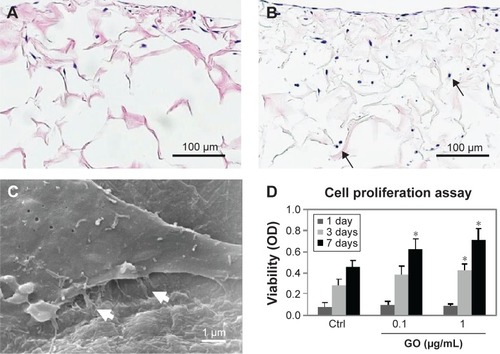 Figure 3 Cytocompatibility of GO scaffold.Notes: Microscopic images of control (A) and 1 µg/mL GO scaffold (B) with MC3T3-E1 cells after 7 days incubation. Cultured cells (arrows) were detected frequently in the GO scaffold. (C) SEM image of 1 µg/mL GO scaffold with MC3T3-E1 cells after 1 day incubation. Cell spreading with fine processes elongation (white arrows) was observed. (D) WST-8 assay (N=6, mean ± SD). *P<0.05, vs control. Original magnification (A, B) 25×, (C) 10000×.Abbreviations: Crtl, control; GO, graphene oxide; SEM, scanning electron microscopy; SD, standard deviation.