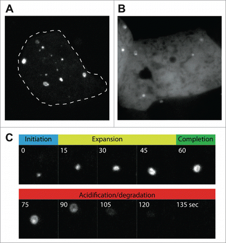 Figure 3. Live-cell imaging of autophagosome formation in D. discoideum, using (A) GFP-Atg8a, and (B) GFP-Atg18. Images were obtained under compression to improve clarity, and to allow individual autophagosomes to be followed over time. (C) Shows the different stages of autophagosome formation from the cell in (A) marked by GFP-Atg8a. The autophagosome shown in (C) has been marked by an arrow in Movie S1.