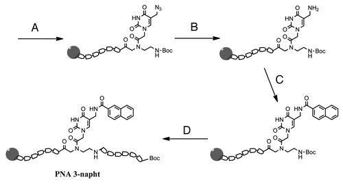 Figure 3. Synthesis of PNA 3. (A) Introduction of monomer 8b during solid-phase synthesis; (B) azide reduction by trimethyl phosphine; (C) coupling of naphthalene‐2‐carboxylic acid activated by DIC/DhBtOH; (D) elongation of the strand to final sequence.