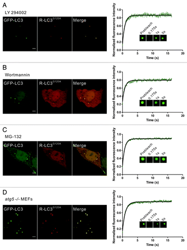 Figure 4. Rapid dynamic exchange of LC3 occurs in protein aggregates induced by other conditions. (A–C) HeLa cells that were transiently cotransfected with GFP-LC3 and mCherry-LC3G120A for 24 h were treated with 50 μM LY294002 for 6 h (A), 200 nM wortmannin for 6 h (B) or 10 μM MG-132 for 9 h (C), and representative images are shown. The GFP-LC3 puncta that were positive for the mCherry signal were then subjected to FRAP analysis. The quantitative and normalized fluorescence recovery kinetics of GFP-LC3 after photobleaching are shown in the right graph. Error bars: s.e.m. with n = 8 (A), 8 (B), 22 (C). Inset: representative FRAP images. (D) atg5−/− MEFs that were transiently cotransfected with GFP-LC3 and mCherry-LC3G120A for 24 h. The GFP-LC3 puncta that were positive for the mCherry signal were then subjected to FRAP analysis. The quantitative and normalized fluorescence recovery kinetics of GFP-LC3 after photobleaching are shown in the right graph. Error bars: s.e.m. with n = 15. Inset: representative FRAP images. R-LC3G120A, mCherry-LC3G120A. Scale bars: 5 μm. Photobleaching box size: 2.691 μm × 2.691 μm.