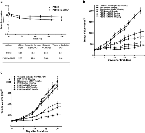 Figure 4. In vivo assessment of lead P3D12 cMet ADC.(a) Time concentration curves of P3D12 and P3D12-vc-MMAF and their pharmacokinetic parameters in mice. C57BL/6 mice were injected via the vein with 1 mg/kg P3D12 and P3D12-vcMMAF. Plasma samples were analyzed by ELISA to determine the antibody or antibody-drug conjugate concentration. Pharmacokinetic parameters of P3D12 and P3D12-vc-MMAF antibody-drug conjugate were calculated with WinNonlin software. (b) Antitumor activity of P3D12 and P3D12-vc-MMAF in the high c-Met gastric cancer xenograft model MKN-45. P3D12 unconjugated antibody was administered intravenously at 10.0 mg/kg and P3D12-vcMMAF at 3.0, 5.0, and 10.0 mg/kg and compared to the control ADC Rituximab-vc-MMAF (Rituxan®: Rituximab, 10.0 mg/kg). Group size n = 9, Tumor volume was plotted as mean ± S.E.M. Statistical significance was determined with a two-way ANOVA followed by Bonferroni post hoc test (**** p < .0001 compared to control). (c) Antitumor activity of P3D12 and P3D12-vc-MMAF in low-medium c-Met lung cancer xenograft model H1975 with L858 R/T790 M-EGFR mutations. P3D12 unconjugated antibody was administered intravenously at 10.0 mg/kg and P3D12-vc-MMAF was at 3.0, 5.0, and 10.0 mg/kg and compared with the control ADC Rituximab-vc-MMAF (Rituxan®: Rituximab, 10.0 mg/kg). Group size n = 9, Tumor volume was plotted as mean ± S.E.M. 9 mice per group were used for the H1975 studies. Statistical significance was determined with a two-way ANOVA followed by Bonferroni post hoc test (**** p < .0001 compared to control).