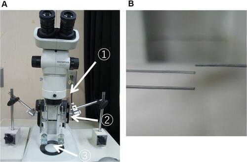 Figure 1 Photograph of the apparatus of M-stereotest. (A) A manipulator attached with stainless wires was set under the objective lens of a stereomicroscope. 1: knob, 2: micrometer, 3: stainless wires. (B) Enlarged view of the wire section.