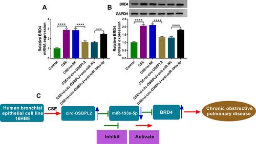 Figure 8 Circ-OSBPL2 can regulate BRD4 expression through serving as a sponge for miR-193a-5p. (A and B) 16HBE cells were transfected with si-NC, si-circ-OSBPL2, si-circ-OSBPL2 + anti-miR-NC, or si-circ-OSBPL2 + anti-miR-193a-5p, followed by treatment with 2% CSE for 24 h, the expression of BRD4 was detected using qRT-PCR and Western blot assays (n=3). (C) Schematic diagram of how circ-OSBPL2 involves in the pathogenesis of COPD (Blue Arrows, ↑increase; ↓decrease). ***P<0.001, ****P< 0.0001.