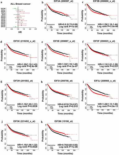Figure 3. The Prognostic Value of EIF3 in Breast cancer (RFS in Kaplan–Meier Plotter) (a) Prognostic HRs of individual EIF3 members in all breast cancer. (b-k) Survival curves of EIF3A (Affymetrix ID: 200597_at), EIF3B (Affymetrix ID: 208688_x_at), EIF3C (Affymetrix ID: 215230_x_at), EIF3E (Affymetrix ID: 208697_s_at), EIF3F (Affymetrix ID: 200023_s_at), EIF3H (Affymetrix ID: 201592_at), EIF3I (Affymetrix ID: 208756_at), EIF3J (Affymetrix ID: 208985_s_at), EIF3K (Affymetrix ID: 221494_x_at), EIF3M (Affymetrix ID: 215190_at). p < 0.05.