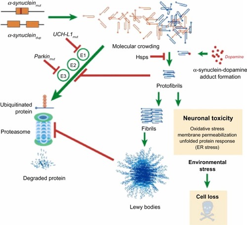 Figure 2 Putative mechanisms of α-synuclein neurodegeneration in familial PD.
