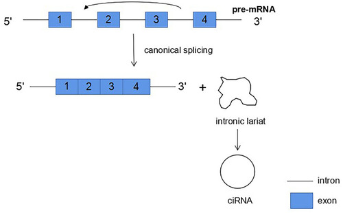 Figure 2 Intronic lariats can form intronic circRNAs (ciRNAs).