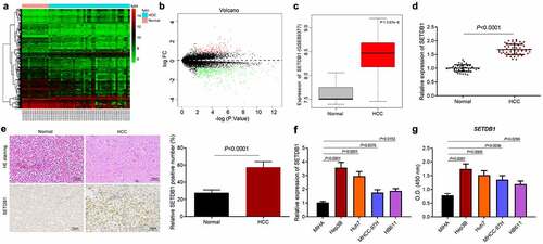 Figure 1. SETDB1 is aberrantly overexpressed in clinical HCC tissue samples and cell lines. a, a heatmap of differentially expressed genes in HCC samples screened from the GSE89377 microarray dataset; the abscissa indicates the sample number, the ordinate indicates the gene name, and each small box indicates the expression of one gene in a sample. b, a volcano plot of differentially expressed genes in HCC samples screened from the GSE89377 microarray dataset. Black portion indicates no significant difference, green indicates downregulated mRNAs, while red indicates upregulated genes. c, expression of SETDB1 expression in HCC samples and normal samples from the GSE89377 microarray dataset. d, SETDB1 expression in HCC tissues (N = 52) and normal liver tissues (N = 45) determined by RT-qPCR, * p < 0.05 compared to normal liver tissues. e, SETDB1 expression in HCC biopsy specimens determined by IHC and histopathological changes determined by HE staining (× 200), * p < 0.05 compared to normal liver tissues. f, SETDB1 expression in HCC cells determined by RT-qPCR, * p < 0.05 compared to MIHA cells. G, SETDB1 protein levels in HCC cells determined by ELISA and quantified by Image j, * p < 0.05 compared to MIHA cells. The cell experiment was repeated three times.