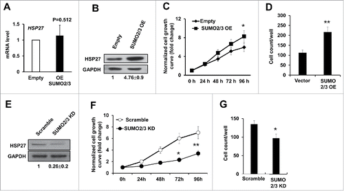 Figure 5. SUMO2/3 promotes PHC cell proliferation and invasion. (A) The mRNA level of HSP27 in Huh7 cells transfected with empty vector (Empty) or SUMO2/3 expressing plasmid for 48 hours was detected using real time PCR. (B) Shown are western blot assays to determine the expression of HSP27 protein in Huh7 cells transfected with empty vector control or SUMO2/3 overexpression plasmids for 48 hours. The ratios of HSP27 to GAPDH for 3 independent experiments are shown as indicated below the blots. (C) The relative cell growth rate in Huh7 cells transfected with SUMO2/3 overexpression plasmid or Empty vector via cck-8 assay. Cell growth has been normalized to the day 0 and shown as fold change. (D) The invasion cell numbers per well of a 24-well plate of Huh7 cells transfected with SUMO2/3 overexpression plasmid or Empty vector for 48 hours via transwell assay. (E) Shown are western blot assays to determine the expression of HSP27 protein in Huh7 cells transfected with scramble control or siRNA specially targeting SUMO2/3 for 48 hours. The ratios of HSP27 to GAPDH for 3 independent experiments are shown as indicated below the blots. (F) The relative cell growth rate in Huh7 cells transfected with scramble control or siRNA specially targeting SUMO2/3 via cck-8 assay. Cell growth has been normalized to the day 0 and shown as fold change. (G) The invasion cell numbers per well of a 24-well plate of Huh7 cells transfected with scramble control or siRNA specially targeting SUMO2/3 for 48 hours via transwell assay. *, p < 0.05 and **, p < 0.01; vector control vs. OE or KD vectors.