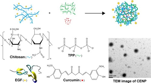 Figure 1 A schematic diagram for the nanoparticle assembly of CENP from EGF-conjugated chitosan, TPP, and curcumin.Abbreviations: CENP, curcumin-encapsulated and EGF-conjugated chitosan/TPP nanoparticles; EGF, epidermal growth factor; TEM, transmission electron microscopy; TPP, tripolyphosphate.