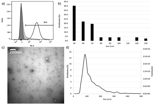 Figure 2. Characterisation of plasma exosomes. (a) Flow cytometry profile of CD9-positive exosomes showing 99.8% of the beads are positive for CD9 (dark grey = latex beads alone, light grey = IgG2b isotype, white = isolated exosomes). (b) Representative transmission electron microscopy (TEM) micrograph of exosomes. (c) TEM size distribution out of a total of 77 exosomes counted. (d) Nanoparticle tracking analysis analysis of microvesicle size distribution.