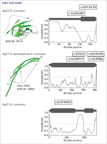 Figure 2. False putative AIM motifs in proteins (Atg12, Atg17, and Atg27) that are not Atg8-interacting partners. The 3D structure (in green) of the ubiquitin-like domain in S. cerevisiae Atg12 and the L. thermotolerans Atg17 crescent were obtained from the PDB database. The PONDR-FIT result for each protein containing the false AIM motif(s) is shown in the right column. For other details, please refer to the Figure 1 legend.