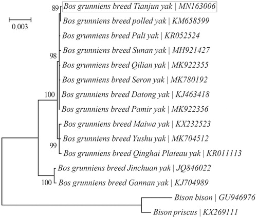 Figure 1. Phylogenetic relationships of 13 yak breeds based on the Bayesian analysis of the concatenated sequences of 13 mitochondrial protein-coding genes (alignment size: 10,370 bp). The support values are shown next to the nodes. Two Bison species were included as outgroup taxa.