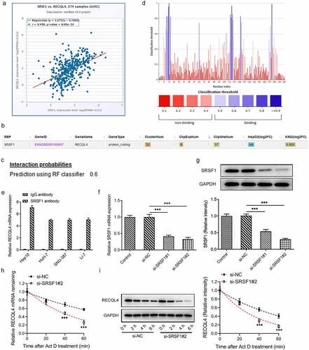 Figure 3. SRSF1 was a RNA binding protein of RECQL4 and could regulate RECQL4 expression. (a) the correlation between RECQL4 and SRSF1 was analyzed by ENCORI database. (b) the binding of SRSF1 to RECQL4 mRNA was predicted with ENCORI database. (c) the combination probability of SRSF1 to RECQL4 mRNA was analyzed using database. (d) the binding sites of SRSF1 to RECQL4 mRNA were analyzed by means of predictor. (e) RIP assay was performed to verify the combination between SRSF1 and RECQL4. (f-g) SRSF1 mRNA and protein levels after transfection with si-SRSF1 were determined with RT-qPCR and western blotting. (h-i) SRSF1 mRNA and protein levels after HuH-7 cells exposed to actinomycin D were determined with RT-qPCR and western blotting. **P < 0.01, ***P < 0.001 vs. si-NC