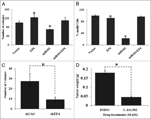Figure 6 The biological effects of miR-101 and EP4 receptor inhibition in vitro and in vivo. (A) Ectopic expression of miR-101 in LS174T cells suppressed EP4 expression colon tumor cell motility, whereas co-expression of EP4 could overcome miR-10 suppression of motility. (B) Enforced expression of miR-101 attenuated LS174T cell motility, whereas co-expression of EP4 rescued cells from the inhibitory effects of miR-101. (C) RNAi-based silencing of EP4 receptor expression using shRNA (shEP4) reduced colony formation relative to cell containing vector scrambled sequence (shCtrl). (D) Administration of the EP4 receptor antagonist LS161982 inhibited the growth of colon cancer cells (LS174T) grown in the chorioallantoic membrane (CAM) assay. **p < 0.01.