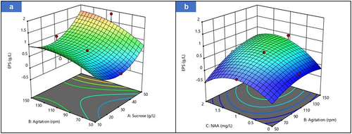 Figure 4. Three-dimensional (3D) response surface plot of EPS production of Hibiscus cannabinus showing the interaction between; (a) sucrose and agitation, and (b) agitation and NAA.