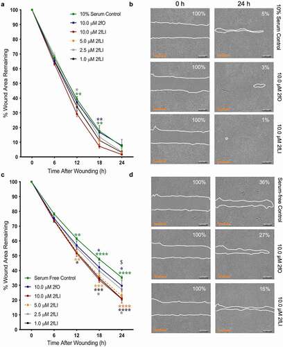 Figure 3. PAR2 activation induces wound healing. CMT-93 cells were grown to post-confluence and scratch wounds were made in monolayers. Cells were treated with varying concentrations of 2fLI, 2fO or left untreated in 10% serum (A, n = 6–7) and serum-free media (C, n = 5–6). Representative images are provided at 0 h and 24 h for 10% serum (b) and serum-free (d) conditions. Data were analyzed using two-way analysis of variance with Tukey multiple comparison test. In fig A and C: green asterisks represent the p values of comparison of control with 10.0 µM 2fLI, blue asterisks represent the p values of comparison of 2fO with 10.0 µM 2fLI, and gray asterisks represent the p values of comparison of 2.5 µM 2fLI with 10.0 µM 2fLI. In Fig C: orange asterisks represent the p values of comparison of serum-free control with 5.0 µM 2fLI, black asterisks represent the p values of comparison of serum-free control with 1.0 µM 2fLI and $ represents the comparison of 1.0 µM 2fLI with 2fO (p < .01). (* p < .05; ** p < .01; *** p < .001; **** p < .0001). Scale bar represents 700 µM.