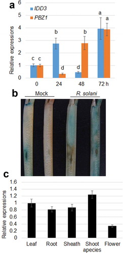 Figure 1. Patterns of expression of IDD3 in rice