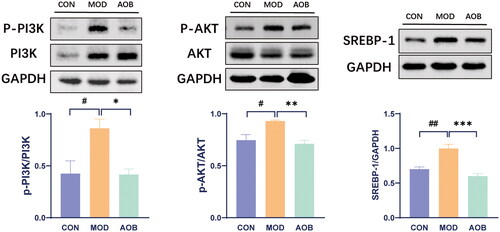 Figure 8. AOB alleviated AS by regulating the PI3K pathway. The expression levels of the PI3K/AKT/SERBP-1 pathway proteins in each group were detected by western blots. The densitometric values of bands were quantitatively analyzed by Image J Densitometric values normalized to those in the model group and are presented as relative intensity. Data show mean ± SEM values of 6 independent samples. # Represents comparison with the control group, # represents p < 0.05, ## represents p < 0.01; * represents comparison with the model group, * represents p < 0.05, ** represents p < 0.01 *** represents p < 0.001.