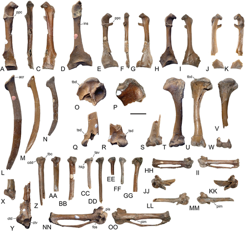 Figure 3. Pectoral girdle and wing bones of the Psittacopedidae from Walton-on-the-Naze (Essex, UK). (A‒C) Psittacomimus eos, gen. et sp. nov. (holotype, NMS.Z.2021.40.38), left coracoid in (A) dorsal, (B) medial, and (C) ventral view. (D) Ps. eos, gen. et sp. nov. (holotype, NMS.Z.2021.40.38), left coracoid in dorsal view. (E‒G) ?Psittacopes occidentalis, sp. nov. (holotype, NMS.Z.2021.40.44) (holotype, NMS.Z.2021.40.38), left coracoid in (E) dorsal, (F) medial, and (G) ventral view. (H, I) Parapsittacopes bergdahli (NMS.Z.2021.40.43), left coracoid in (H) dorsal and (I) ventral view. (J, K) Pa. bergdahli (holotype, SMF Av 653), right coracoid in (J) ventral and (K) dorsal view. (L‒N) Right scapula (Medial view) of (L) Ps. eos, gen. et sp. nov. (holotype, NMS.Z.2021.40.38), (M) Pa. bergdahli (holotype, SMF Av 653), and (N) ?P. occidentalis, sp. nov. (holotype, NMS.Z.2021.40.44). (O, P) Ps. eos, gen. et sp. nov. (holotype, NMS.Z.2021.40.38), proximal end of left humerus in (O) caudal and (P) cranial view. (Q, R) Ps. eos, gen. et sp. nov. (holotype, NMS.Z.2021.40.38), distal ends of (Q) right and (R) left humerus in cranial view. (S) Pa. bergdahli (holotype, SMF Av 653), distal end of left humerus in cranial view. (T, U) Pa. bergdahli (NMS.Z.2021.40.43), left humerus in (T) cranial and (U) caudal view. (V, W) ?P. occidentalis, sp. nov. (holotype, NMS.Z.2021.40.44), proximal end of left humerus (V: caudal view) and distal end of right humerus (W: cranial view). (X) Pa. bergdahli (holotype, SMF Av 653), proximal end of left ulna in cranial view. (Y) Ps. eos, gen. et sp. nov. (holotype, NMS.Z.2021.40.38), proximal end of left ulna in cranial view. (Z‒BB) distal ends of (Z) right and (AA, BB) left ulna (ventral view) of (Z, AA) Pa. bergdahli (Z: NMS.Z.2021.40.43; AA: holotype, SMF Av 653) and (BB) ?P. occidentalis, sp. nov. (holotype, NMS.Z.2021.40.44). (CC, DD) Pa. bergdahli, distal end of right radius in ventral view (CC: holotype, SMF Av 653 [erroneously considered to be from the left side by Mayr 2002: fig. 5Q]; DD: NMS.Z.2021.40.43). (EE) ?P. occidentalis, sp. nov. (holotype, NMS.Z.2021.40.44), distal end of right radius in ventral view. (FF) Psittacopedidae, gen. et sp. indet. B (NMS.Z.2021.40.46), distal end of left radius in ventral view. (GG) Ps. eos, gen. et sp. nov. (holotype, NMS.Z.2021.40.38), distal end of right radius in ventral view. (HH, II) ?P. occidentalis, sp. nov. (holotype, NMS.Z.2021.40.44), right carpometacarpus in (HH) ventral and (II) dorsal view. (JJ, KK) Pa. bergdahli (holotype, SMF Av 653), proximal end of left carpometacarpus in (JJ) ventral and (KK) dorsal view. (LL, MM) Pa. bergdahli (NMS.Z.2021.40.43), proximal portion of left carpometacarpus in (LL) ventral and (MM) dorsal view. (NN, OO) Ps. eos, gen. et sp. nov. (holotype, NMS.Z.2021.40.38), right carpometacarpus in (NN) ventral and (OO) dorsal view. Abbreviations: acr, acromion; cdd, condylus dorsalis; ctd, cotyla dorsalis; ctv, cotyla ventralis; fos, fossa between processus pisiformis and os metacarpale minus; hkp, hook-like process; ins, incisura nervi supracoracoidei; pim, processus intermetacarpalis; pis, processus pisiformis; ppc, processus procoracoideus; tav, tuberculum aponeurosis ventralis; tbc, tuberculum carpale; tbd, tuberculum dorsale; tsd, tuberculum supracondylare dorsale. The scale bar equals 5 mm.