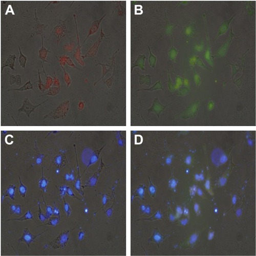 Figure 4 The cellular uptake of ternary nanocomplex PEI/DOX-Duplex/siRNA for 6 h through fluorescence microscopic analysis.Notes: (A) Red: DOX, (B) green: FAM-siRNA, (C) blue: DAPI for nuclei staining and (D) merge. Scale bar 50 µm.Abbreviations: PEI, polyethylenimine; DOX, doxorubicin; FAM, 5-carboxyflu-orescein; DAPI, 4′,6-diamidino-2-phenylindole.