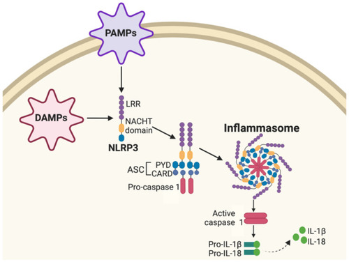 Figure 5 Nucleotide-binding oligomerization domain-like receptor (NLR) signaling pathway. Pathogen-associated molecular patterns (PAMPs) and danger-associated molecular patterns (DAMPs) activate NLR Family Pyrin Domain Containing 3 (NLRP3) consisting of a central nucleotide-binding and oligomerization (NACHT) domain and leucine-rich repeat (LRR). NLRP3 forms an inflammasome complex with adaptor protein apoptosis-associated speck-like protein (ASC) consisting of a protein pyrin domain (PYD) caspase-recruitment domain (CARD) and cysteine protease caspase 1. Activated NLRP3 inflammasome complex activates caspase 1, leading to regulation of pro-inflammatory interleukin-1β (IL-1β) and interleukin-18 (IL-18) cytokine production.