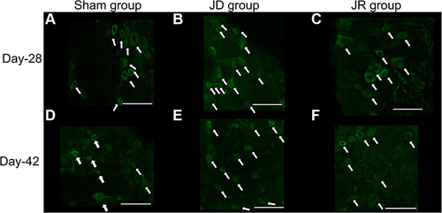 Figure 5 CGRP-IR DRG neurons. Expression of CGRP-IR DRG neurons (white arrow) in the sham (A and D), JD (B and E), and JR (C and F) groups. Bar: 100 μm.