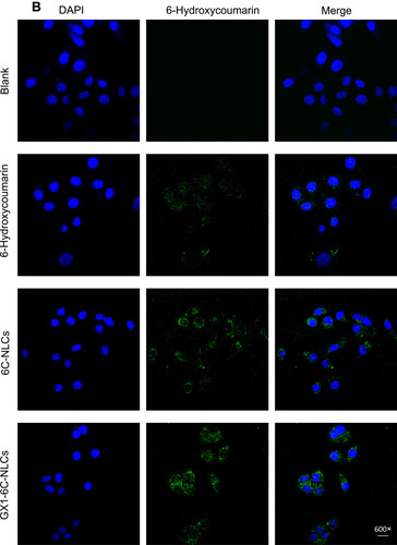 Figure 7 Intracellular localization of 6-Hydroxycoumarin, 6C-NLCs and GX1–6C-NLCs. From left to right, there were images of DAPI staining for nucleus (blue dots), 6-Hydroxycoumarin (green dots) and their merged images. (A). MKN45 cells were treated with 80 nmol/mL of 6C, 6C-NLCs and GX1–6C-NLCs for 30 min, respectively. Both two NLCs increased the concentration of PTX in MKN45. (B). Co-HUVEC cells were treated with 80 nmol/mL of 6C, 6C-NLCs and GX1–6C-NLCs for 30 min, respectively. GX1–6C-NLCs have stronger storage capacity than PTX and PTX-NLCs. The scale bar represents 10 μm.