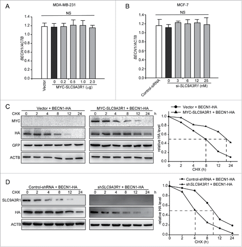 Figure 4. SLC9A3R1 inhibits the degradation of BECN1. (A, B) SLC9A3R1 did not affect BECN1 mRNA in breast cancer cells. Cells were transfected with the indicated concentrations of MYC-SLC9A3R1 (A) or si-SLC9A3R1 (B), and total RNA was isolated. The BECN1 mRNA was analyzed by fluorescent quantitative RT-PCR, as indicated in Materials and Methods. (C) SLC9A3R1 inhibits the degradation of BECN1 in MDA-MB-231 cells. Cells were transfected with HA-BECN1 for 24 h, subsequently the cells were then treated with CHX (20 μmol/L) for the indicated times. The cell lysates were then examined by western blotting using an anti-HA antibody. Cells were also transfected with an equal amount of pEGFP-N1 plasmid to monitor the transfection efficiency. (D) Knockdown of SLC9A3R1 promotes the degradation of BECN1 in MCF-7 cells. MCF-7 cells overexpressing HA-tagged BECN1 by lentivirus vector were treated with CHX (20 μmol/L) for the indicated times. The cell lysates were then analyzed by western blotting using anti-HA antibodies. Data are presented as the mean ± SE (n = 4). NS, nonsignificant; CHX, cycloheximide; GFP, green fluorescent protein.