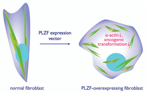 Figure 2 Overexpression of PLZF induces a profound reorganization of the cytoskeleton in fibroblasts, accompanied by a change in cell shape from elongated to polygonal. The PLZF-expressing cells show resistance to the transforming activity of several oncoproteins.