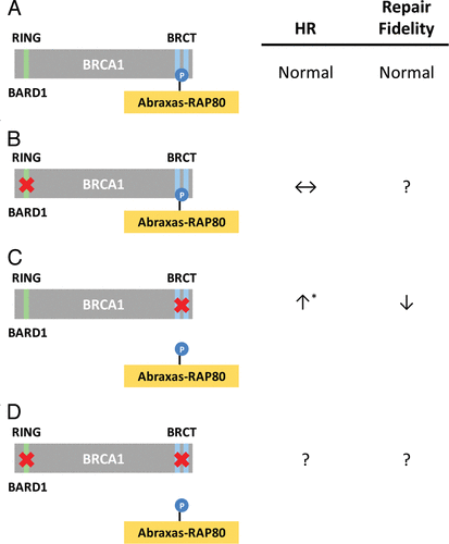 Figure 1 Effects of BRCA1 RING and BRCT domain mutations on homologous recombination. (A) The BRCA1 protein consists of an N-terminal RING domain possessing E3 ubiquitin-ligase activity and two tandem C-terminal BRCT repeats that bind phosphoproteins such as Abraxas-RAP80 (BRCA1-A complex). (B) Mutations in the RING domain that disrupt the ubiquitin-ligase activity of BRCA1, but not BARD1 binding, do not affect HR.Citation11,Citation26 (C) Certain mutations in the BRCT binding pocket that disrupt interactions with phosphoproteins, or silencing of the BRCA1 A complex, results in aberrant, hyper-HR (HHR).Citation24–Citation26 (D) Mutations in both the RING and BRCT domains diminish HHR, suggesting a dependence of ubiquitinylation specifically in HHR but not in HR.Citation26 ↑, increase; ↓, decrease; ↔, no change; ?, unknown; *, no effectCitation24,Citation26 or decreasedCitation25 NHEJ.