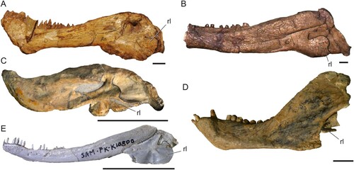 FIGURE 2. Morphological diversity of the therapsid mandible. A, photo of the biarmosuchian Biarmosuchus tener (PIN 1758/2); B, photo of the dinocephalian Syodon biarmicum (PIN 157/2); C, photo of the anomodont Emydops arctatus (BP/1/1307, mirrored); D, photo of the therocephalian Tetracynodon darti (SAM-PK-K10800); E, photo of the eucynodont Trirachodon berryi (BP/1/4658). Solid black lines mark the posterior edge of the preserved reflected lamina. Abbreviation: rl, reflected lamina of the angular. Scale bars equal 1 cm.