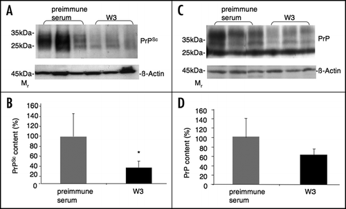 Figure 2 Analysis of total PrP and PrPSc levels in the spleen of scrapie infected mice treated with polyclonal anti-LRP antibody W3 and preimmune serum 90 days post infection. LRP/LR antibody W3 and preimmune serum was intraperitoneally injected into C57BL/6 mice for 12 weeks. C57BL/6 mice were intraperitoneally inoculated with RML prions (10%) one week after the first antibody/preimmune serum injection. (A) Spleen of C57BL/6 mice were collected 90 days post infection and analyzed for the PrPSc content after Proteinase K digestion by Western blotting using anti-PrP antibody SAF 83. Western blot analysis of the PrPSc levels in the spleen of three W3 and three preimmune serum treated mice are shown. β-actin was used as a loading control (detection by an anti-β-actin antibody). (B) Densitometric measurements of Western blots from six spleens per group revealed a significant reduction of the PrPSc level by 66% in the W3 treated group compared to the preimmune serum treated group, for which the PrPSc level was set to 100% (*p < 0.05). Quantification of PrPSc signals were normalized by β-actin levels. Quantification of the western blot signals was carried out by densitometric measurements using the Image J software (mean + SD). (C) Spleen samples of C57BL/6 mice (collected 90 days post infection) were analyzed for quantification of the total PrP content by western analysis using anti-PrP antibody SAF 32. Western blot analysis of the PrP levels (in the absence of Proteinase K) in the spleen of three W3 and three preimmune serum treated mice is shown. β-actin was used as a loading control (detection by an anti-β-actin antibody). (D) Densitometric measurements of western blots from six spleens per group revealed a reduction of total PrP content by 39% in the W3 treated group compared to the preimmune serum treated group, for which the total PrP level was set to 100% (p < 0.2). Quantification of total PrP signals were normalized by β-actin levels. Quantification of the western blot signals was carried out by densitometric measurements using the Image J software (mean + SD).