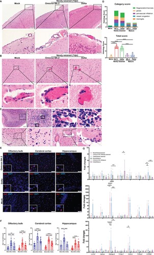 Figure 4. Histological changes of inflammation in the brain tissues of newly-weaned hamsters after Omicron BA.2 or Delta virus infection. (A) Representative H&E images of meninges of newly-weaned hamsters from mock control or SARS-CoV-2 infected hamsters. The meninges showed vascular congestion and inflammatory cell infiltration at 7 dpi after Omicron BA.2 or Delta virus infection. Boxed areas were magnified in the lower panel. Scale bar = 200 µm (upper panel), 50 µm (lower panel). (B) Representative H&E images of cerebral cortex from mock control (left) or SARS-CoV-2 infected newly-weaned hamsters. Cerebral cortex showed vascular congestion and increased cellularity around vessel wall (middle) and small haemorrhagic foci (right) at 7 dpi. Scale bar = 100, 50 µm. (C) The H&E images of OB of Omicron BA.2 infected newly-weaned hamsters at 7 dpi showed microglia accumulation around the blood vessel (upper panel). Images labelled with 1&2 are two boxed areas magnified. The images in the lower panel showed microgliosis in the cerebral cortex of Omicron BA.2 infected newly-weaned hamsters at 7 dpi. Scale bar = 50 µm. (D) Semiquantitative scores for histological changes in hamster brains. The scores for each category of brain histological changes (upper) and the total scores were presented (lower). n = 3–8. (E) Representative images of immunofluorescence stained microglia with Iba1 antibody in OB, cerebral cortex and hippocampus of Omicron BA.2 or Delta infected newly-weaned hamster brains at 7 dpi. Microglia were stained red in the brain parenchyma. Magnified Iba1-positive cells in the insert. Scale bar = 50 µm. (F) The number of Iba1-positive microglia in brain sections in different anatomical regions obtained by quantitative image analysis. 10–20 microscopic fields at 400× magnification from different anatomic regions were counted for each sample. n = 3–4. (G) Relative mRNA expression levels for genes regulating activation of microglia and astrocytes in Omicron BA.2 or Delta infected newly-weaned or mature hamster brains at 2, 4, and 7 dpi. n = 3–8. Data represented mean ± SD. *p < 0.05, **p < 0.01, ***p < 0.001, ****p < 0.0001 when comparing with mock control by One-way (D&F) or Two-way ANOVA (G).