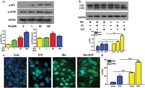 Figure 1. Morroniside inhibits the autophagic activity of chondrocytes.