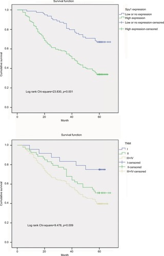 Figure 4 The survival analysis of colorectal cancer (CRC) patients by Kaplan-Meier analysis.Notes: Overall survival rates in CRC patients with high expression level of Spy1 (green line) were statistically lower than those in CRC patients with low or no Spy1 expression (blue line). Overall survival rates in CRC patients with high expression levels of TNM stage lll+IV (yellow line) were statistically lower than those in CRC patients with TNM stage I (blue line) and II (green line).