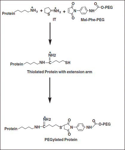 Figure 1. Schematic representation of Extension Arm Facilitated PEGylation of Proteins: Iminothiolane (IT) reacts with amino groups of proteins, adds an extension arm, and generates new thiol groups on reaction with protein amino groups. These nascent thiol groups at the distal end of the extension arm are modified by maleimide-PEG (Mal-Phe-PEG).