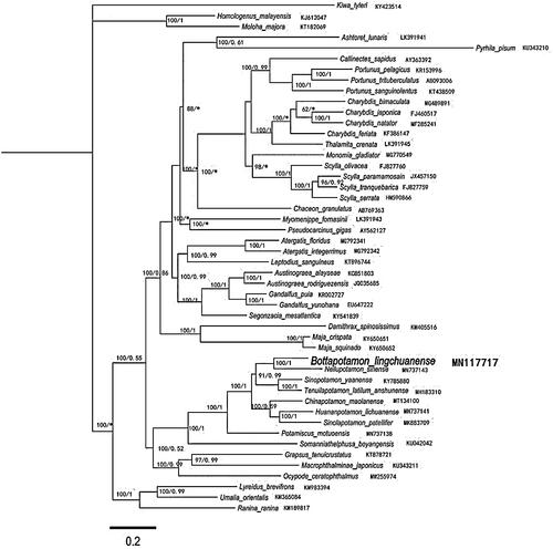 Figure 1. Phylogenetic maximum-likelihood (ML) tree of Bottapotamon lingchuanense and related brachyurans based on 13 PCGs nucleotide sequences from the mitochondrial genome. The numbers are Bayesian inference (BI) proportions and ML proportions. The differences between the ML and BI trees are indicated by ‘*’. The scale bars represent distance.
