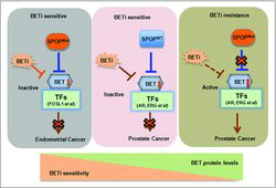 Figure 1. A schematic model illustrating how SPOP governs the BET protein stability and controls resistance to BET inhibitors. Prostate cancer cells with SPOP mutation exhibited increased resistance to BET inhibitor, where endometrial cancer-associated SPOP mutants lead to sensitization to BET inhibitors in endometrial cancer.