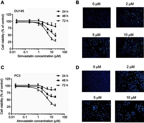 Figure 3 Simvastatin or atrovastatin inhibition of cell viability (A and C) and promotion of cell apoptosis (B and D) in DU145 or PC3 cells, respectively. (A) shows a time- and dose-dependent inhibition of cell viability by simvastatin in DU145 cells using MTS assay. The data are the mean ± SEM of three independent experiments (n=3) and presented as a percentage of corresponding vehicle controls. (B) shows representative images of Hoechst 33258 staining of cells treated with or without various doses of simvastatin. (C) shows a time- and dose-dependent inhibition of cell viability by atrovastatin in PC3 cells using MTS assay. (D) shows representative images of Hoechst 33258 staining of cells treated with or without various doses of atrovastatin. The images were taken under fluorescence microscope using a blue filter at ×200 magnification.