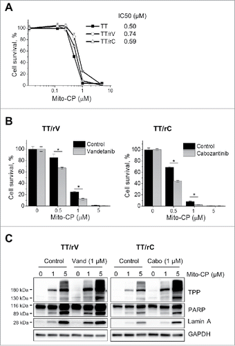 Figure 5. Vandetanib and cabozantinib potentiate cytotoxicity of Mito-CP in drug-resistant TT cells. (A) Basal level Mito-CP sensitivity of drug-resistant TT cells maintained under drug-free culture conditions for 5 d. Cells in 24-well plates were then treated with increasing doses of Mito-CP for 48 hours and recovered in drug-free medium for 48 hours before MTT assay. Data (mean ± SD, n = 4) are expressed as the percentage of untreated controls. (B) TT/rV and TT/rC cells in (A) were pretreated with 1 μM vandetanib or cabozantinib for 48 hours and then were treated with increasing doses of Mito-CP for 24 hours, followed by 48 hour recovery in drug-free medium before MTT assay. Data (mean ± SD, n = 4) are expressed as the percentage of each respective untreated control, *p < 0.0001, t-test. (C) Total lysates of TT/rV and TT/rC cells harvested at 24 hour recovery time-point in (B) were analyzed by Western Blotting.